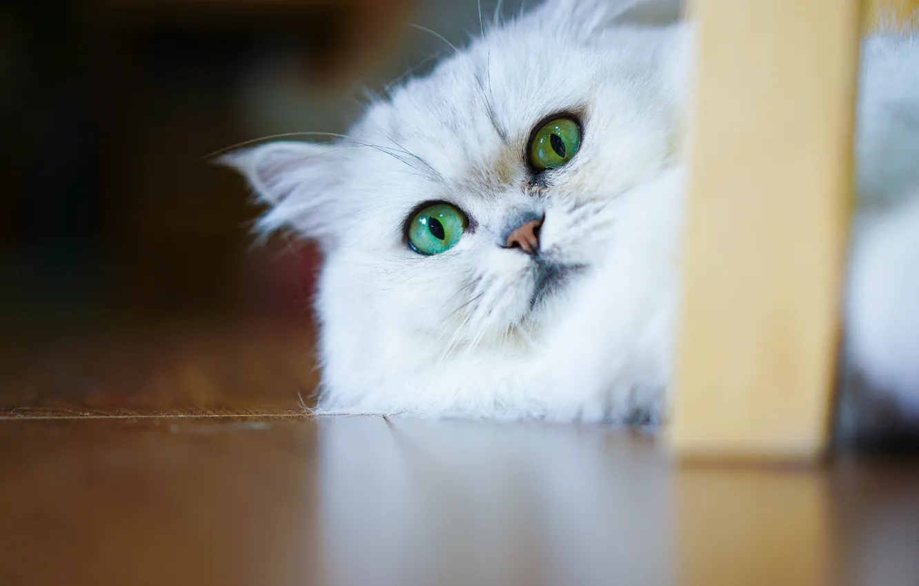Photo wallpaper cat, white, cat, look, face, portrait, floor, lies