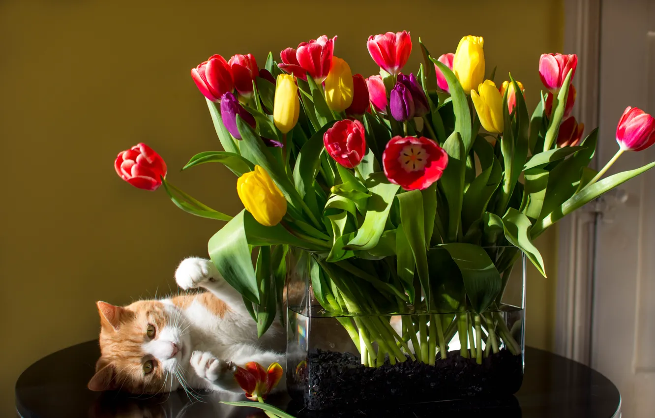 Photo wallpaper cat, cat, flowers, bouquet, tulips, vase