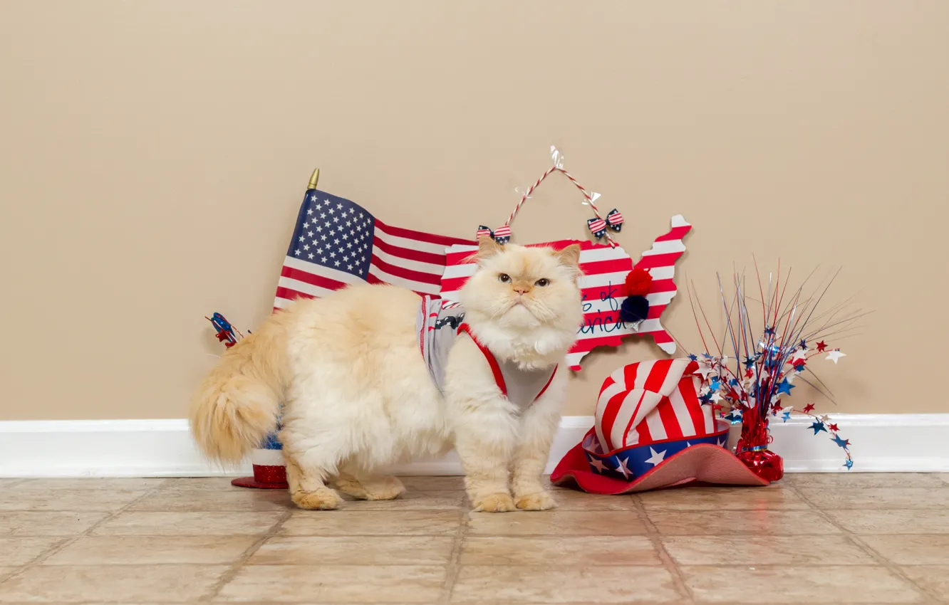 Photo wallpaper cat, white, cat, wall, hat, costume, floor, American flag