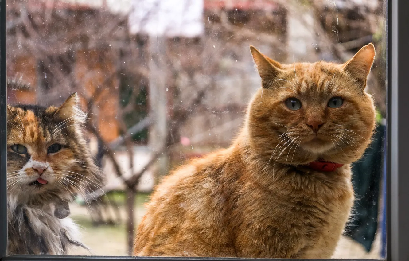 Photo wallpaper language, cat, cat, look, glass, pose, window, collar