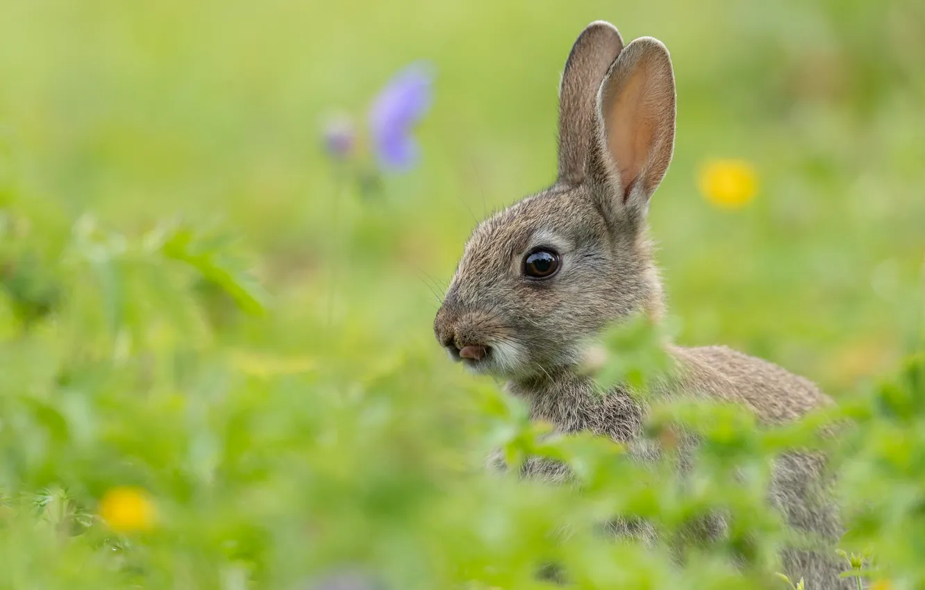 Photo wallpaper rabbit, ears, face, bokeh