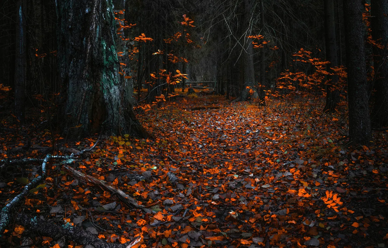 Photo wallpaper autumn, forest, trees, roots, foliage, bark