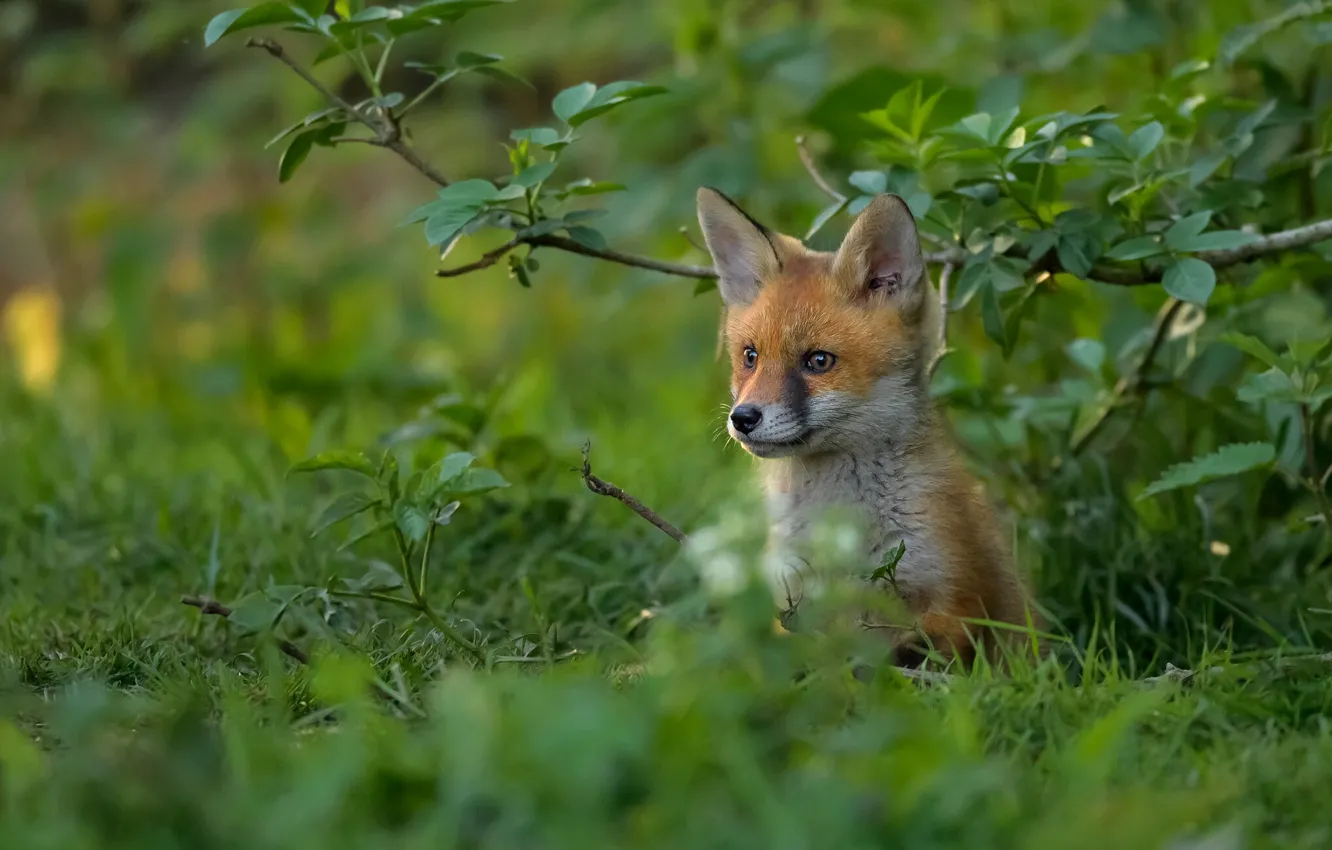 Photo wallpaper greens, grass, look, leaves, branches, glade, Fox, face