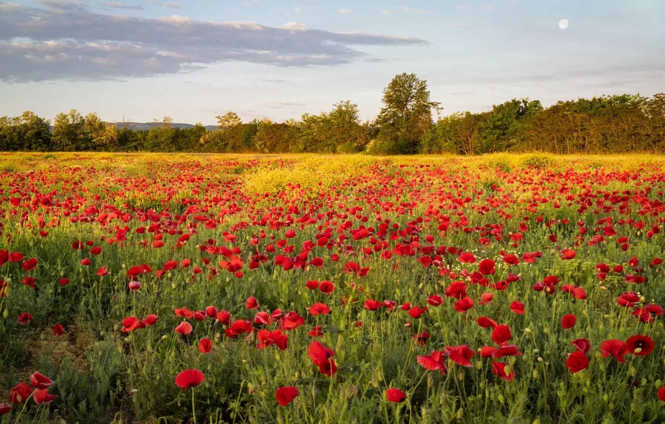 Photo wallpaper summer, flowers, Maki, meadow, the forest, poppy field