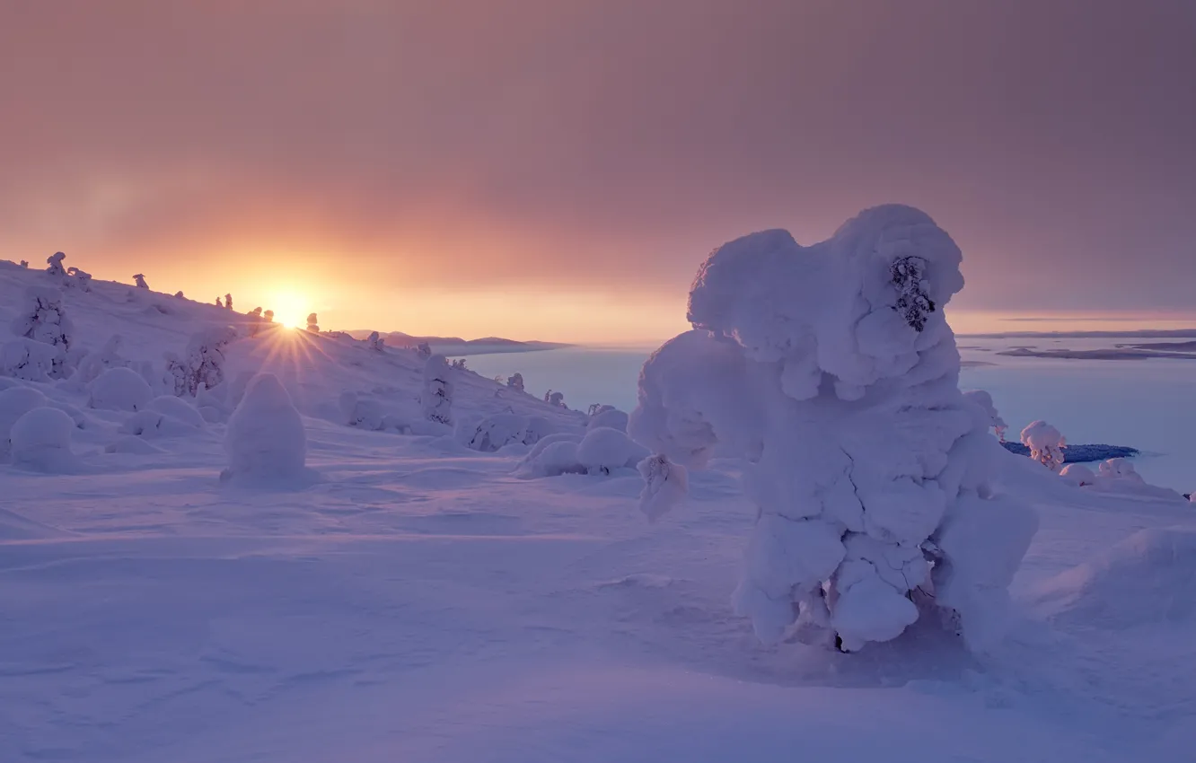 Photo wallpaper winter, the sun, rays, snow, trees, landscape, nature, sunrise
