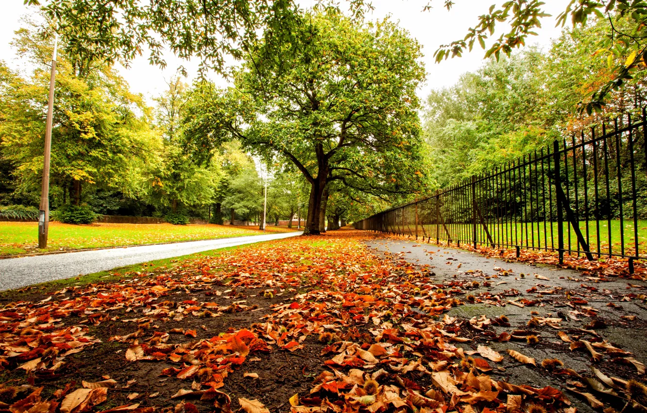 Photo wallpaper road, autumn, forest, leaves, trees, nature, Park, colors