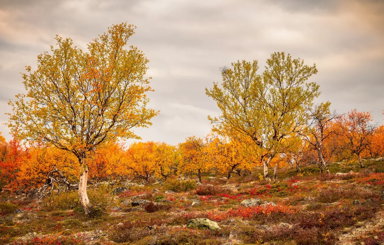 Photo wallpaper field, autumn, trees