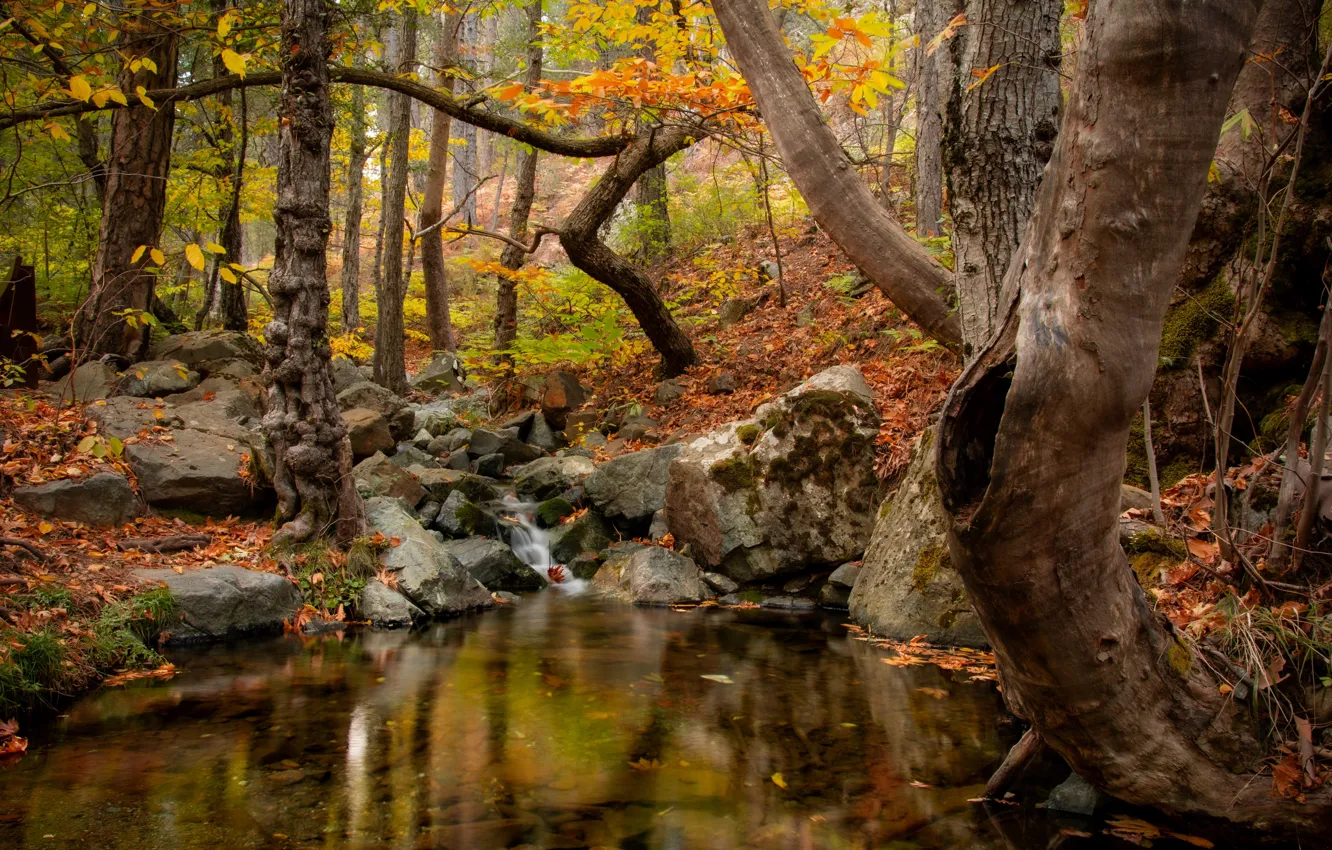 Photo wallpaper autumn, forest, water, nature, stream, stones