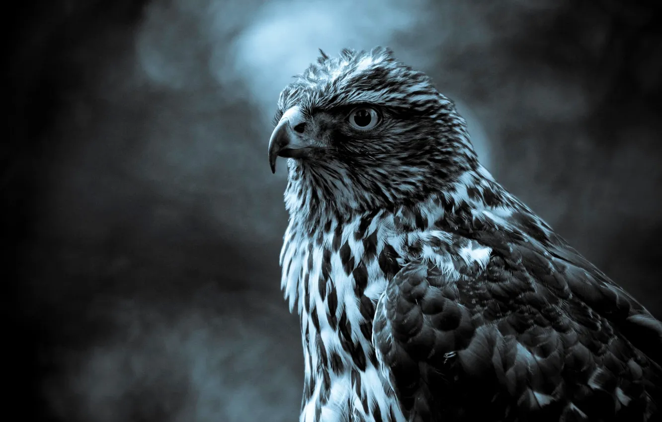 Photo wallpaper grey, bird, Falcon