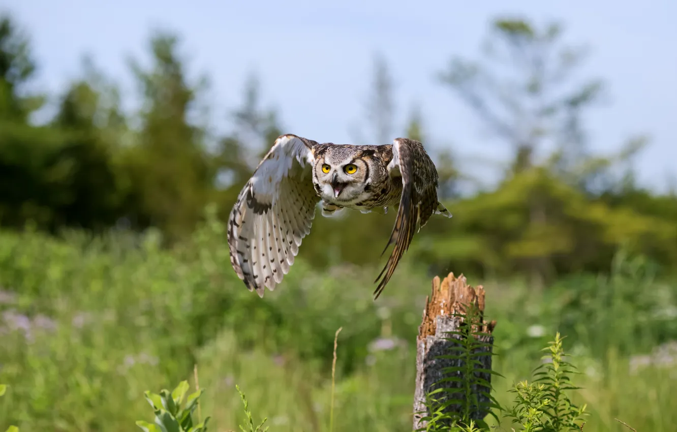 Photo wallpaper field, look, flight, owl, bird, stump, bokeh, owl