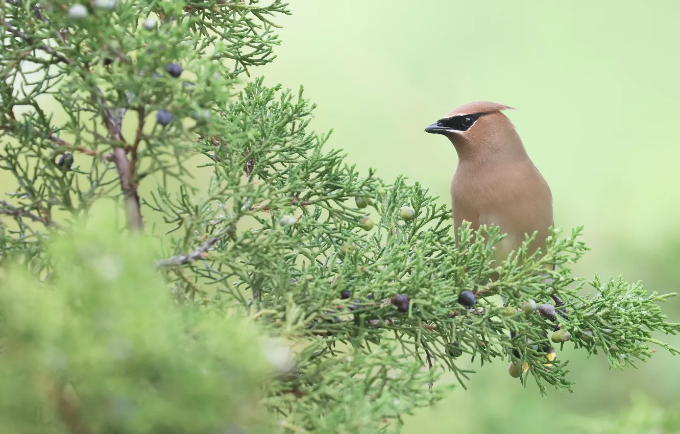 Photo wallpaper branches, bird, fruit, needles, the Waxwing, juniper