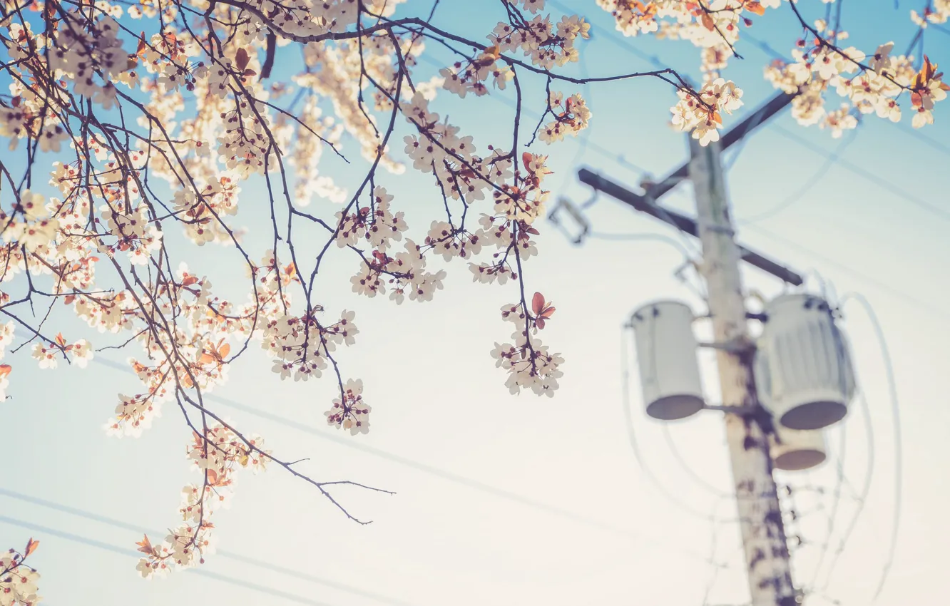 Photo wallpaper flower, cherry, wire, plant, post, spring, electricity