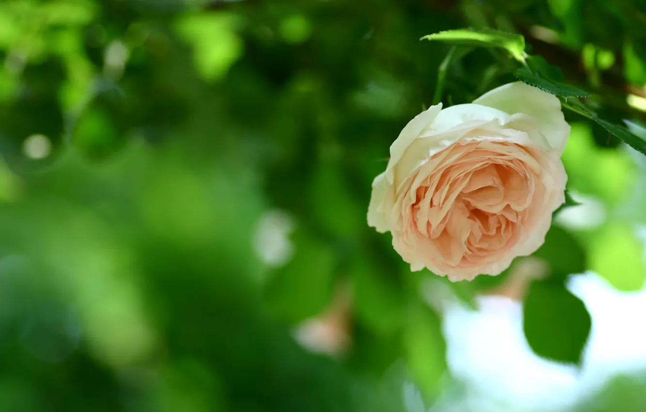 Photo wallpaper greens, flower, leaves, nature, green, foliage, rose, color