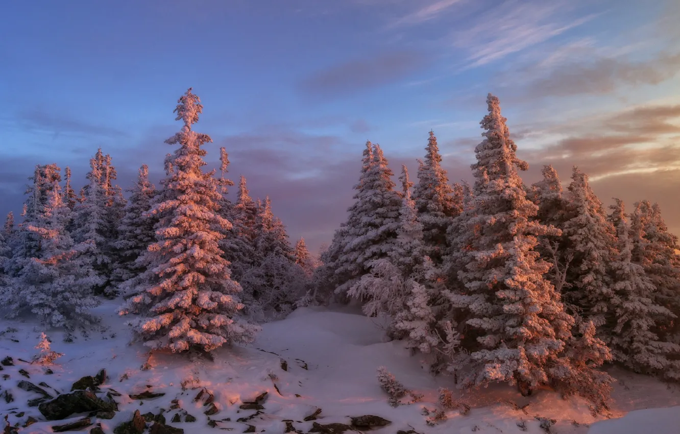 Photo wallpaper winter, forest, trees, sunset, tree, Andrey Sharapov