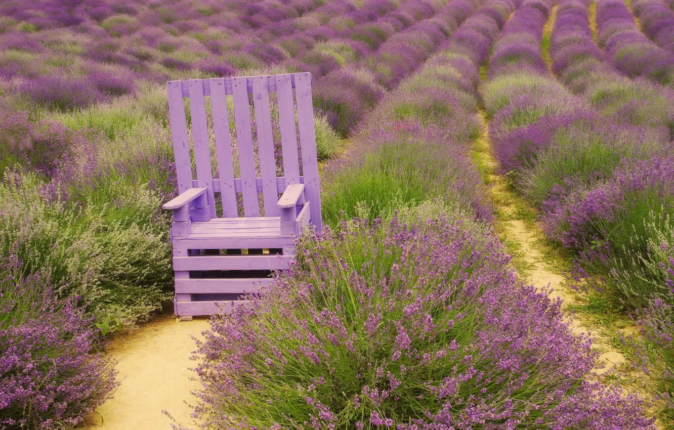 Photo wallpaper flowers, lilac, chair, wooden, the ranks, lavender, lilac, paths