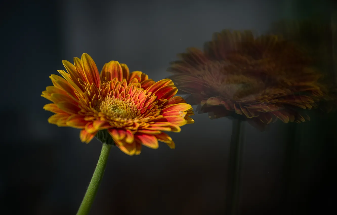 Photo wallpaper macro, flowers, reflection, gerbera