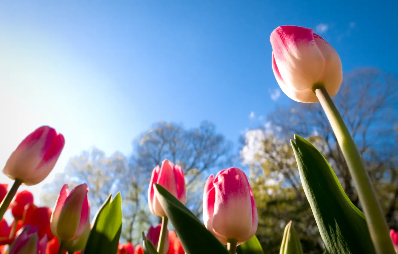 Photo wallpaper the sky, leaves, the sun, tulips, buds, view, urovnem plan