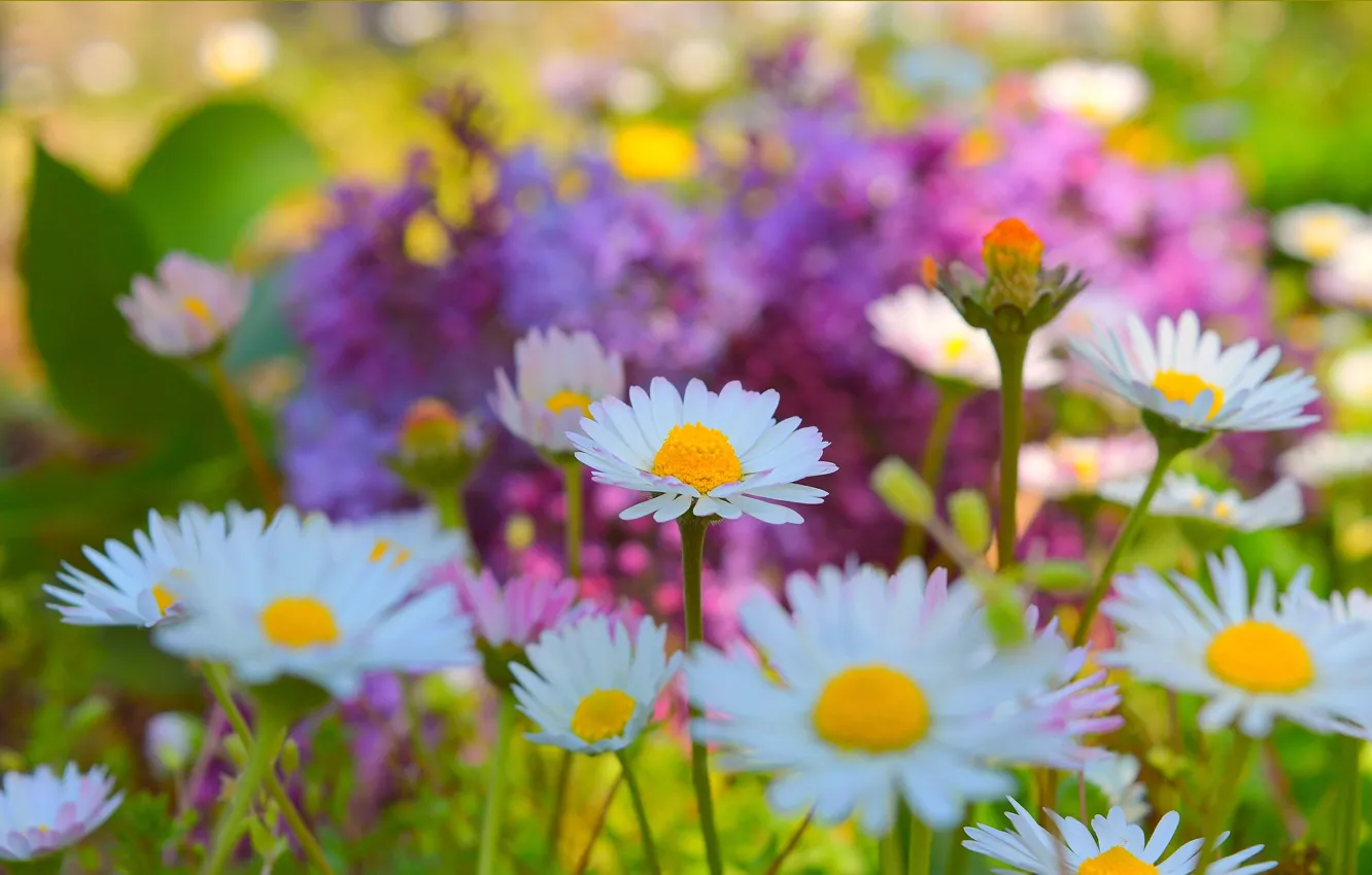 Photo wallpaper Flowers, Spring, Flowers, Spring