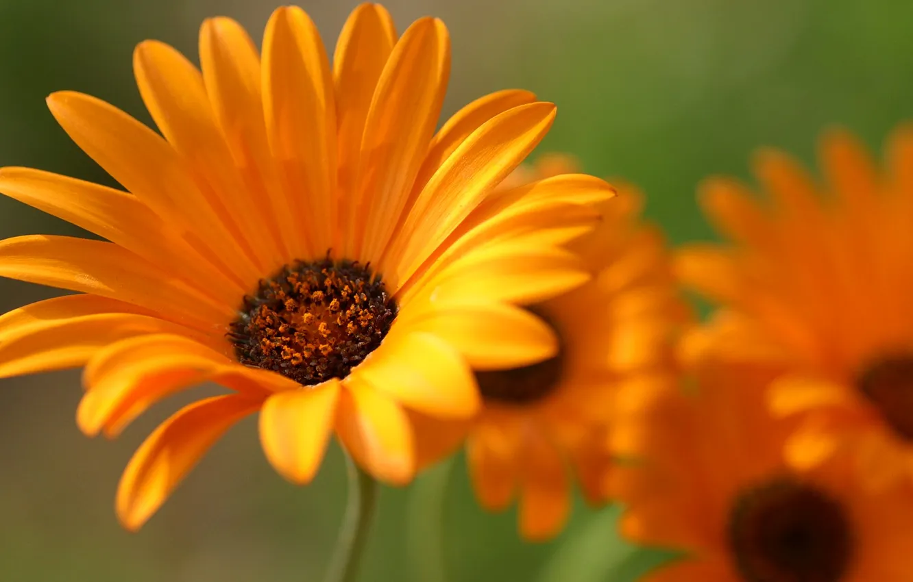 Photo wallpaper flowers, nature, plant, petals