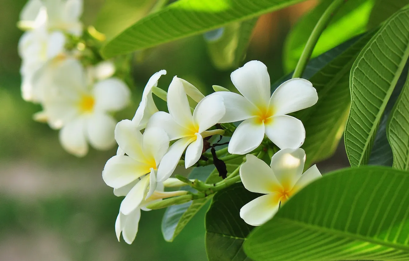 Photo wallpaper leaves, flowers, sprig, white plumeria