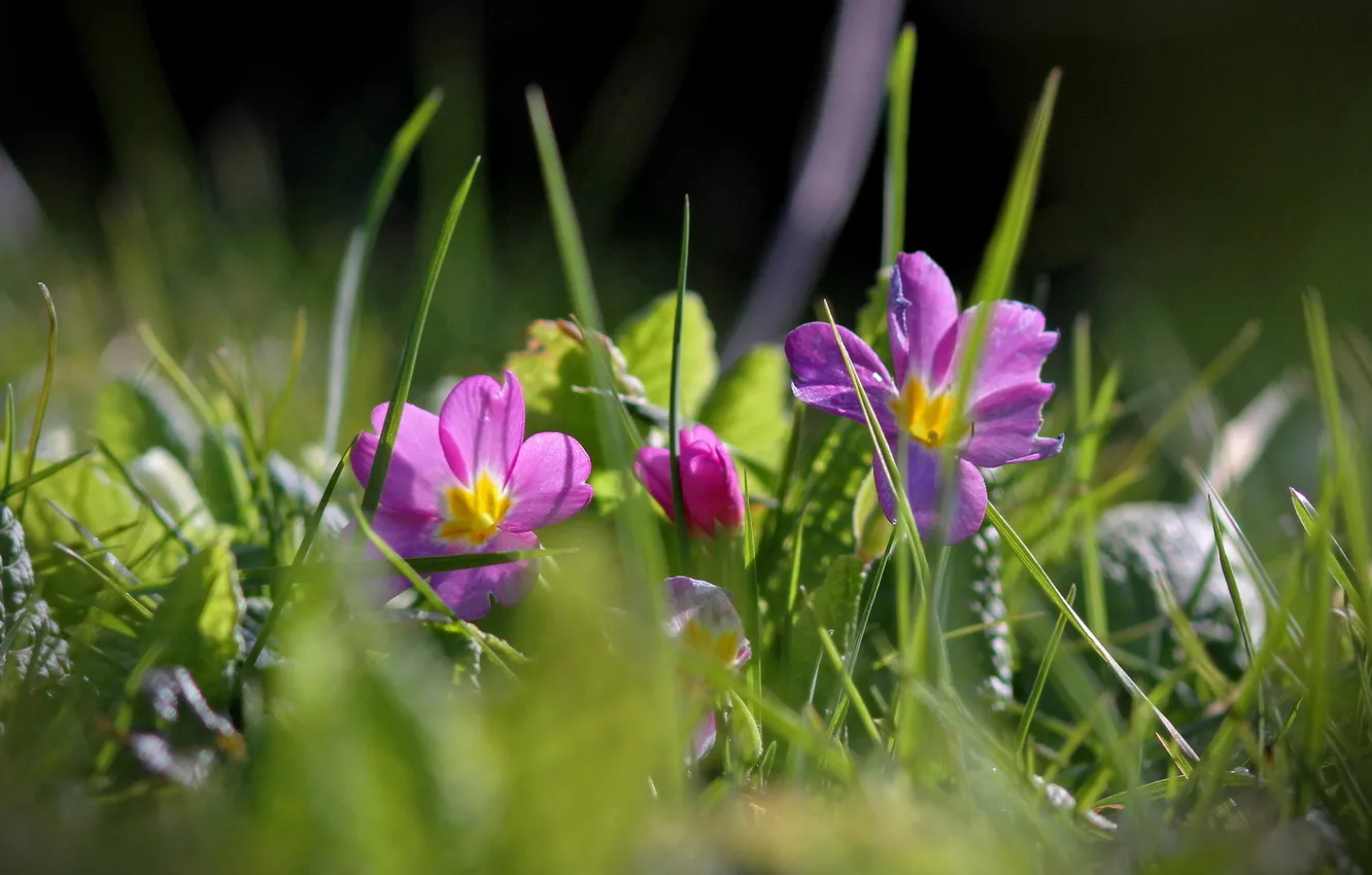Photo wallpaper grass, macro, flowers, nature