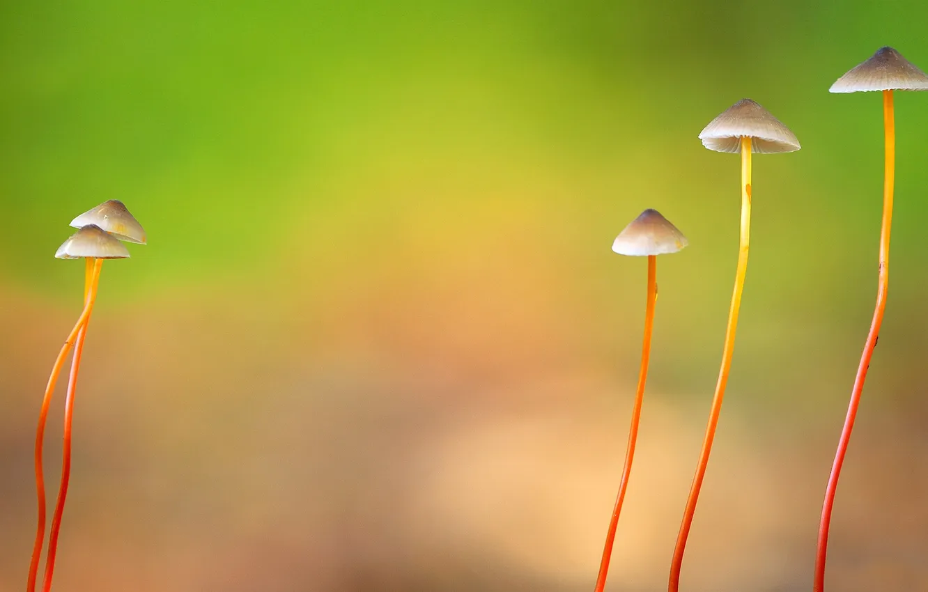 Photo wallpaper nature, mushrooms, hat, legs