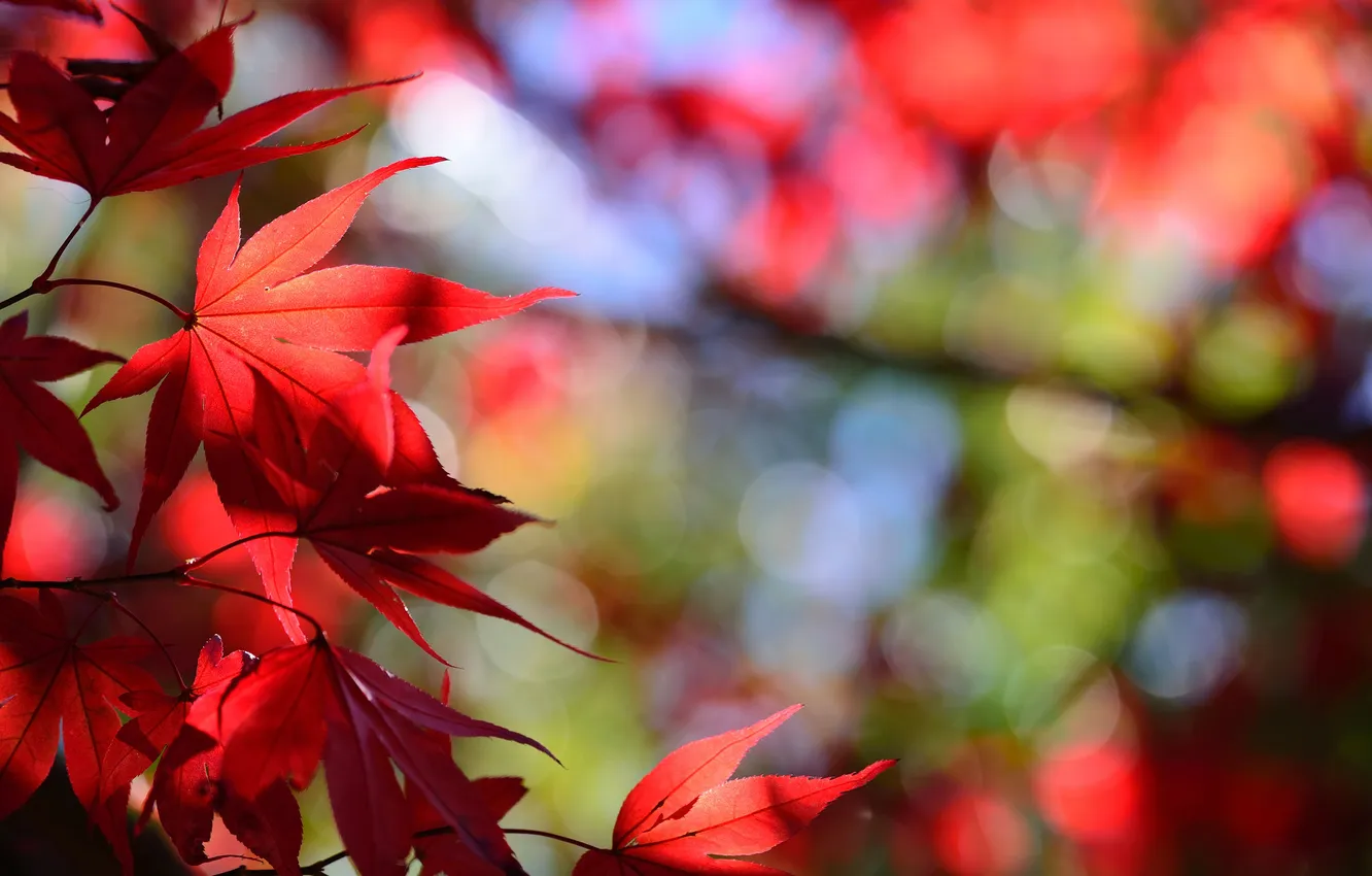 Photo wallpaper autumn, leaves, macro, maple, the crimson