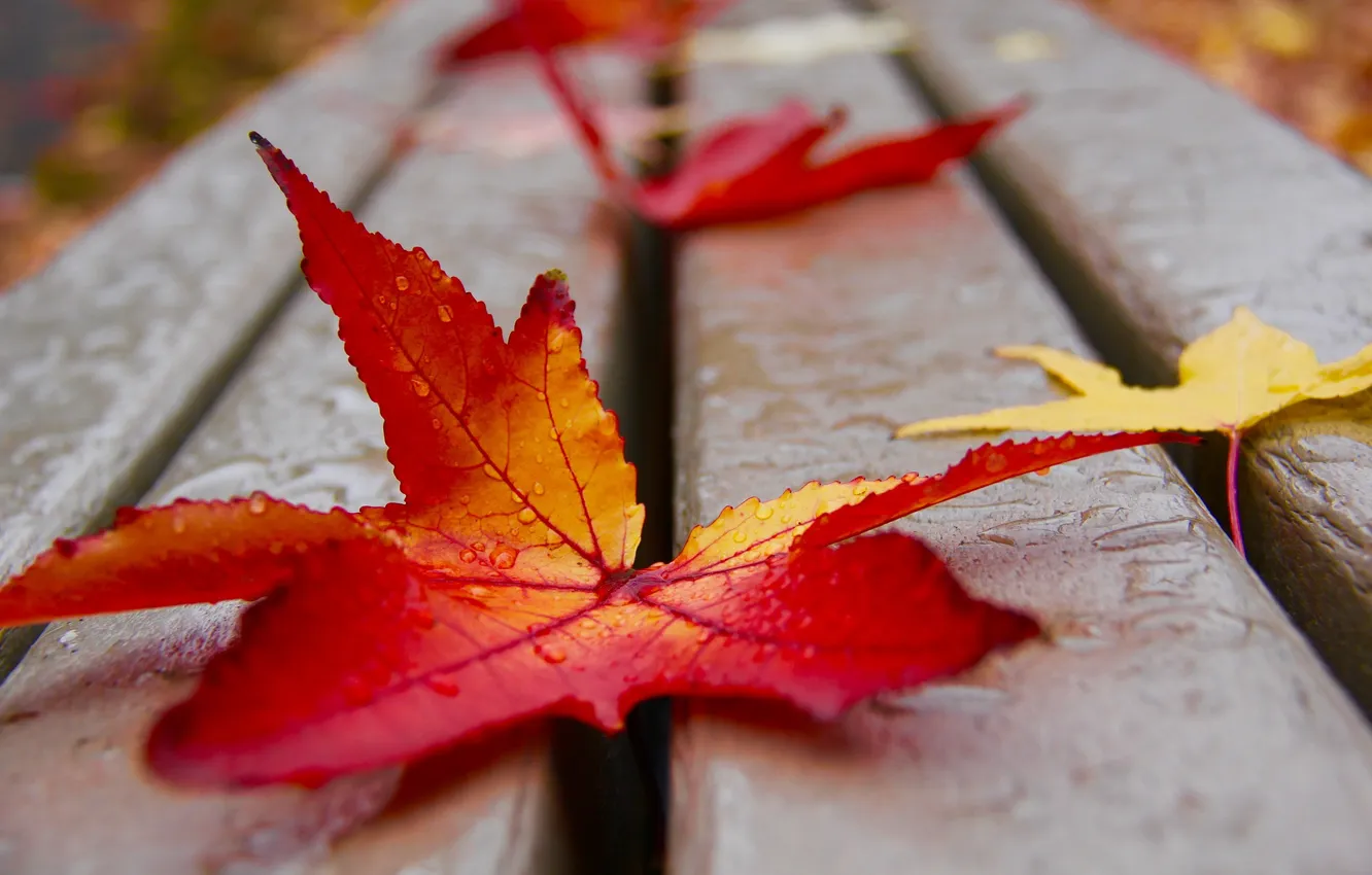 Photo wallpaper autumn, leaves, nature