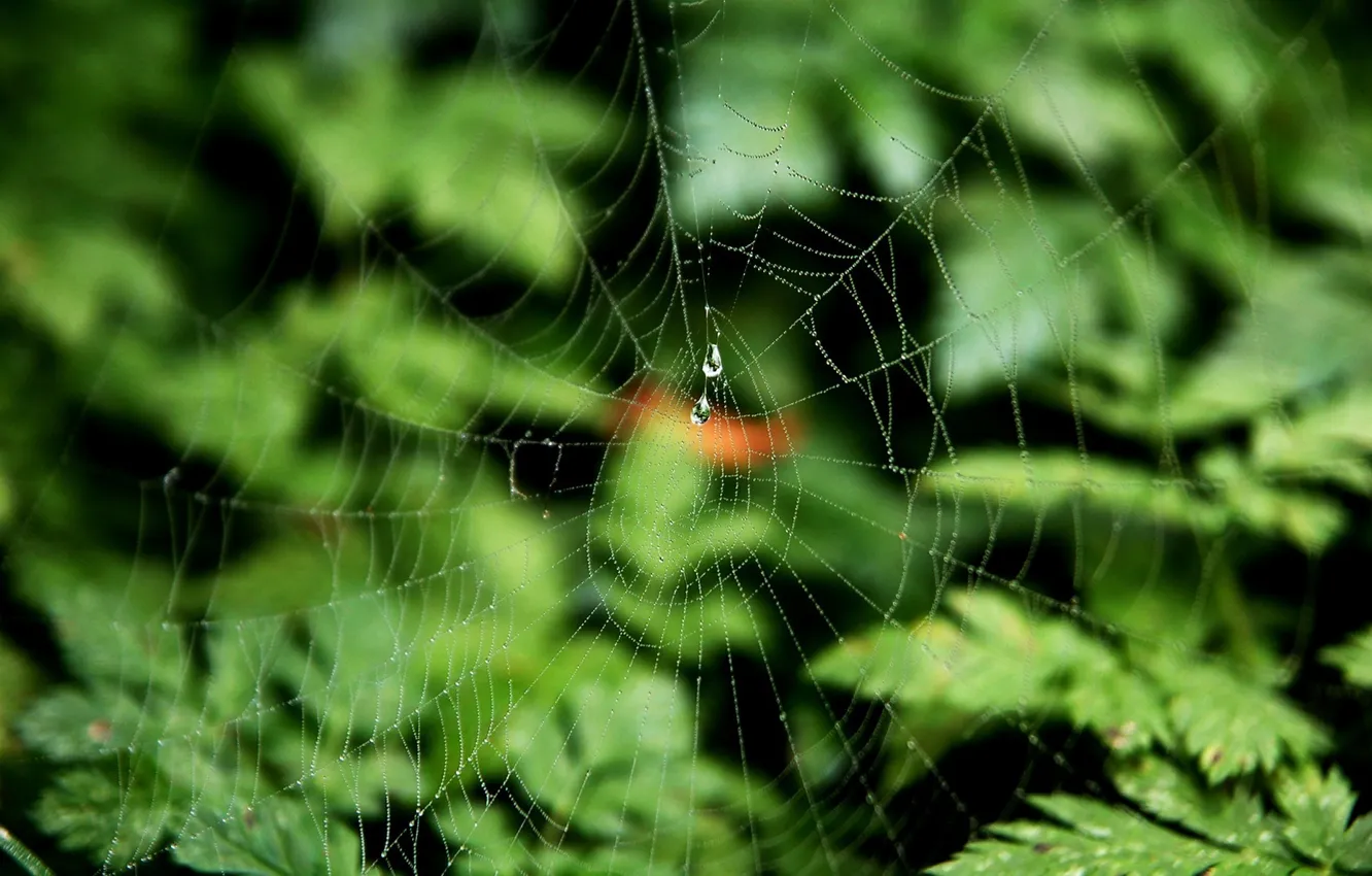 Photo wallpaper leaves, drops, macro, photo, background, Wallpaper, plant, web