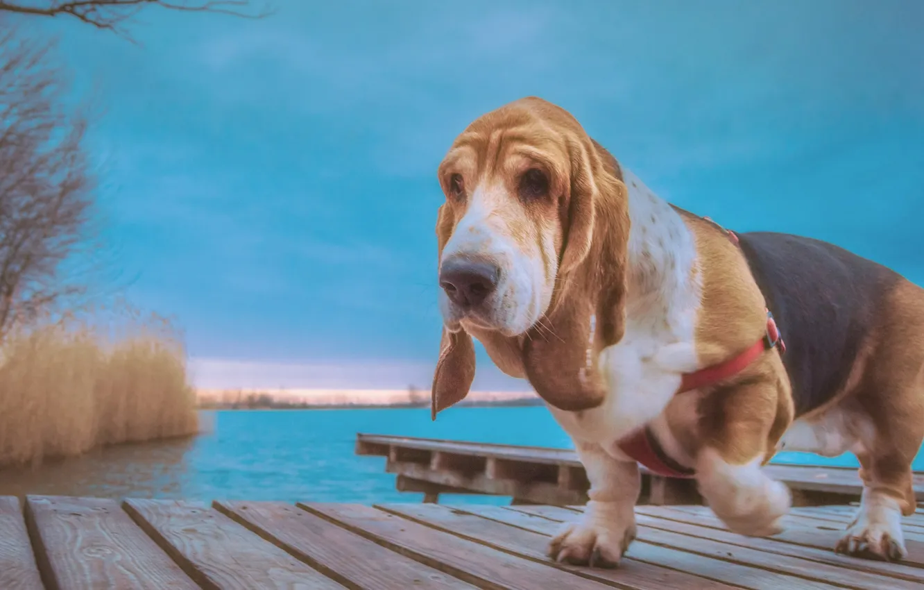 Photo wallpaper water, dog, the bridge, The Basset hound