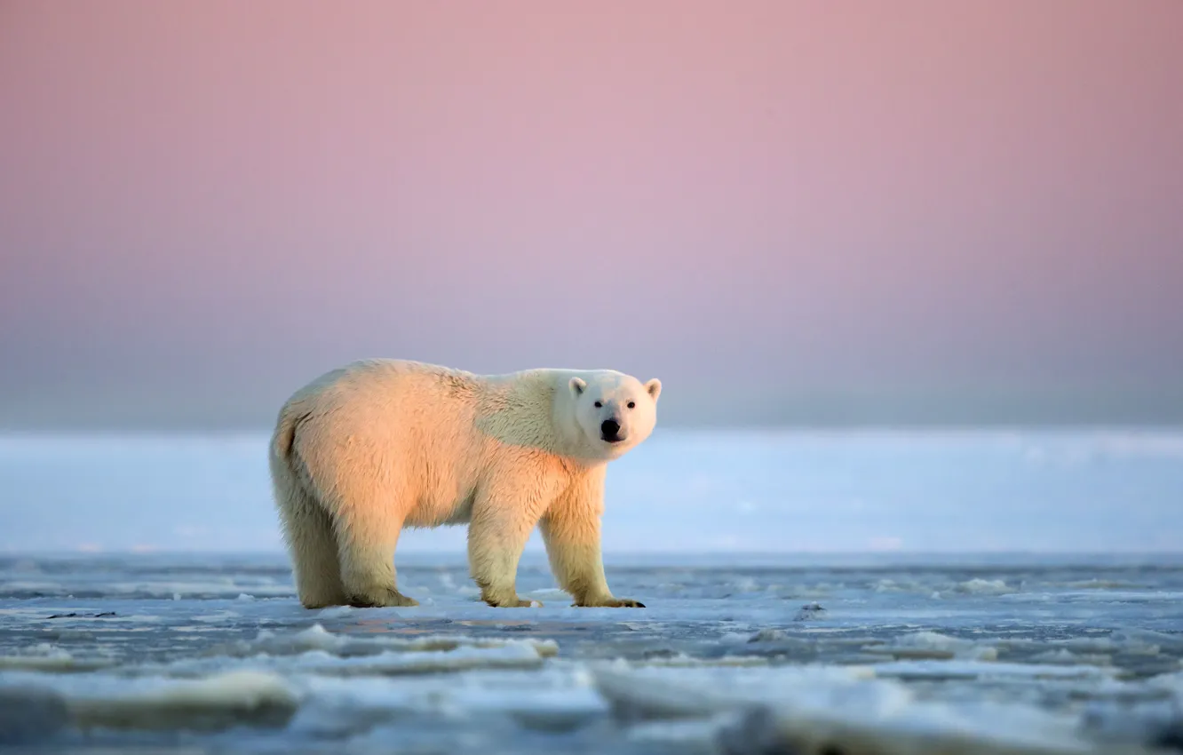 Photo wallpaper sunset, Alaska, White bear, ice desert, The Arctic national reserve