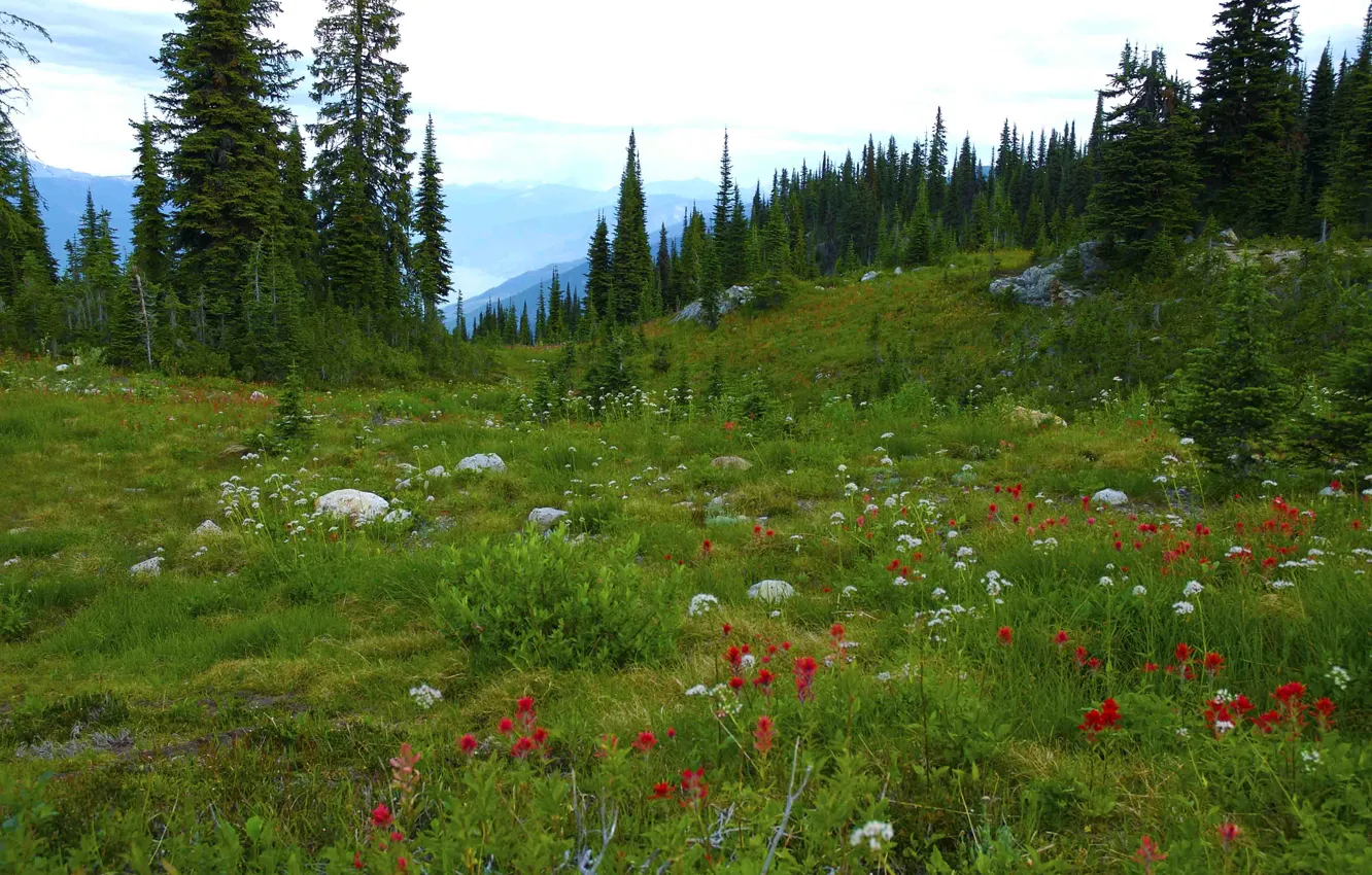 Photo wallpaper forest, trees, flowers, mountains, stones, meadow, Canada, Canada