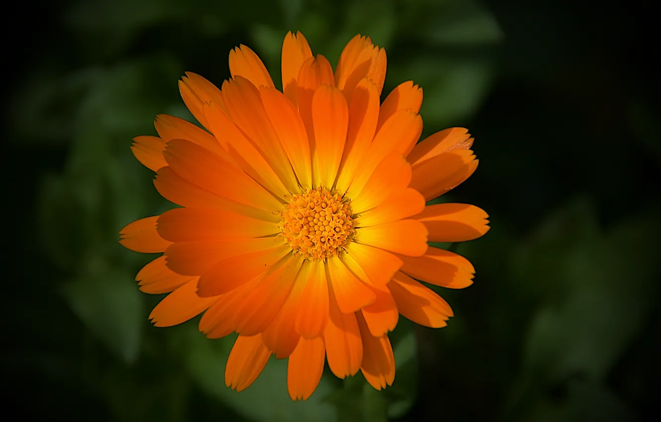 Photo wallpaper macro, flowers, orange, flower, macro, orange