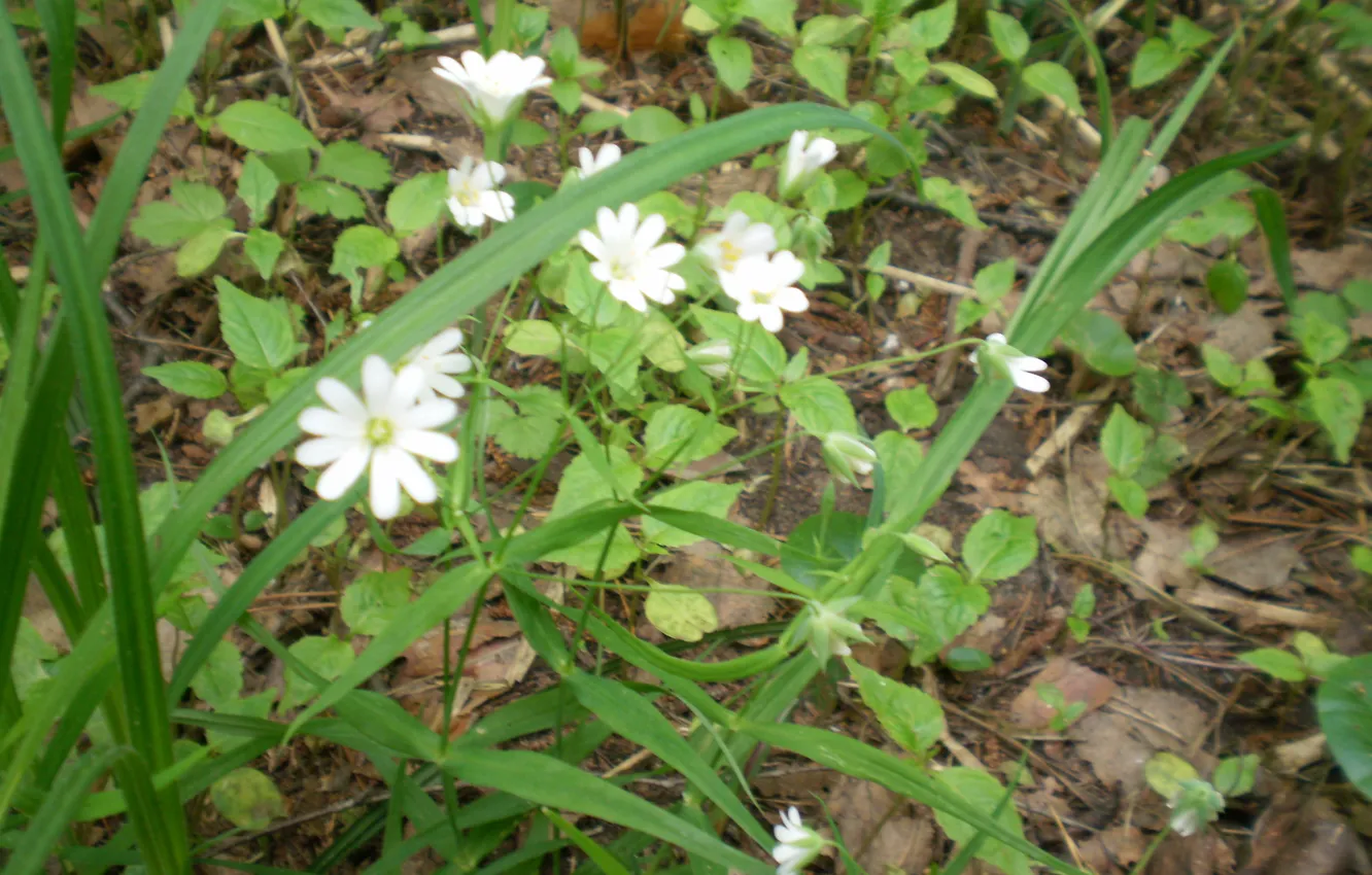 Photo wallpaper forest, summer, flowers