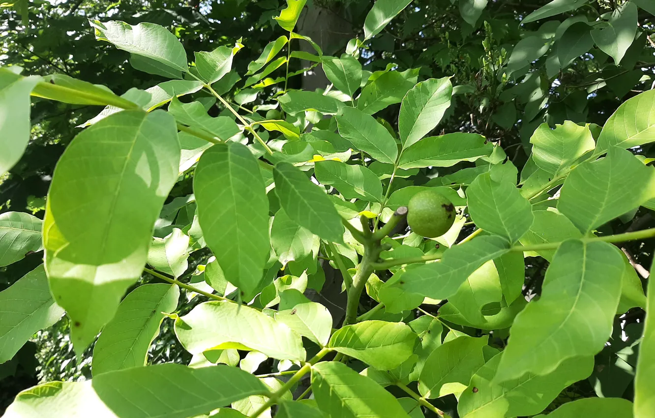 Photo wallpaper fruit, Tree, Walnut