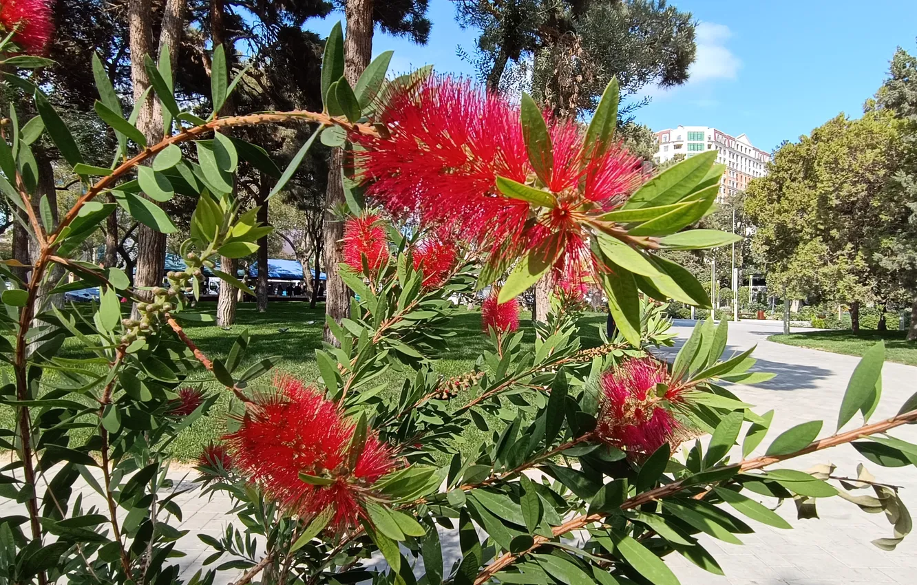 Photo wallpaper Flowers, Nature, Park, Nature, Flowers, Park