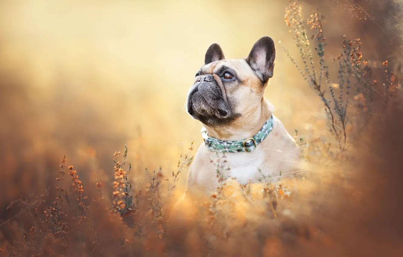 Photo wallpaper grass, face, dog, French bulldog
