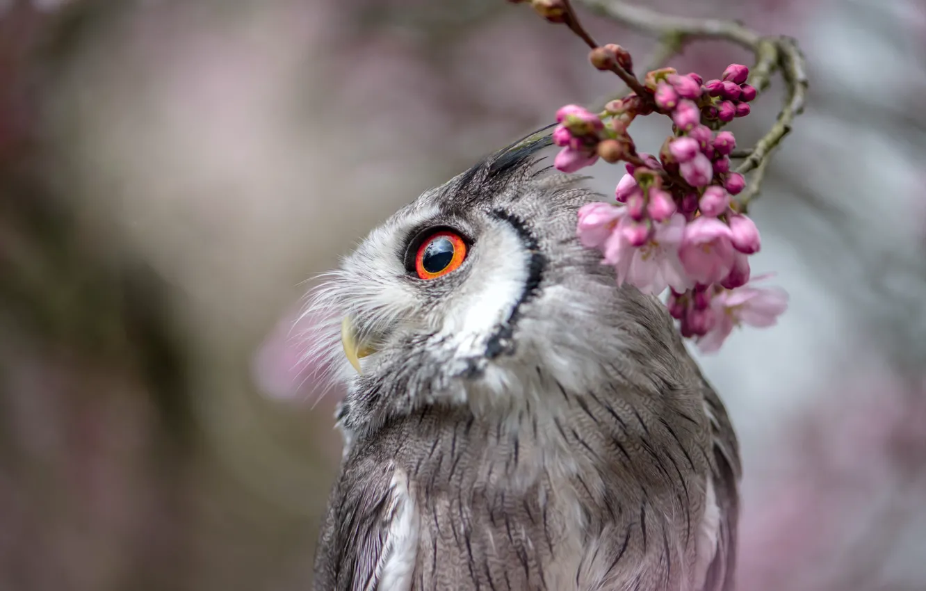 Photo wallpaper eyes, look, flowers, branches, nature, grey, background, owl