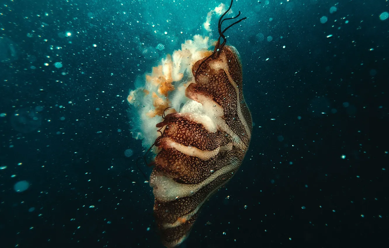 Photo wallpaper underwater, ocean, jellyfish, bubles
