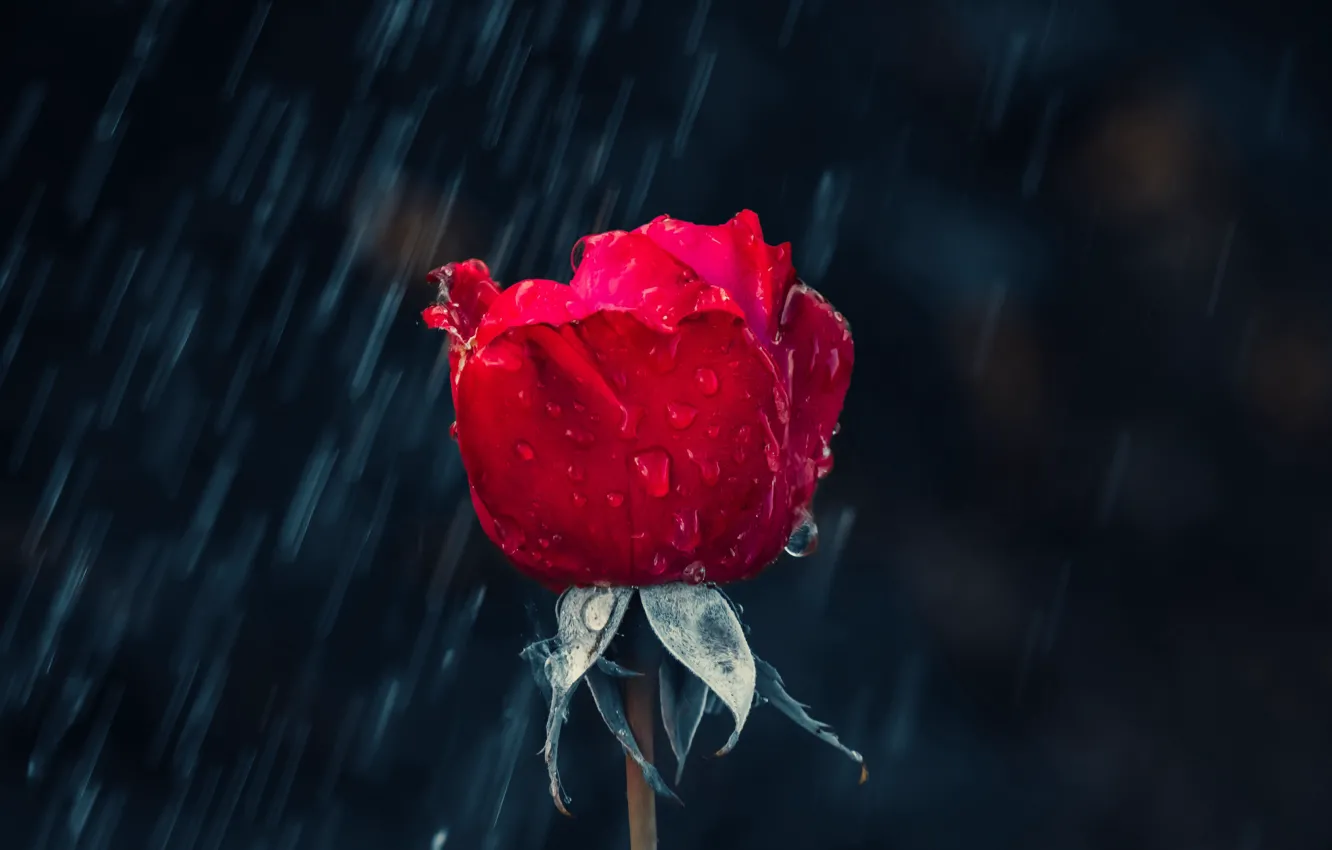 Photo wallpaper drops, rain, roses