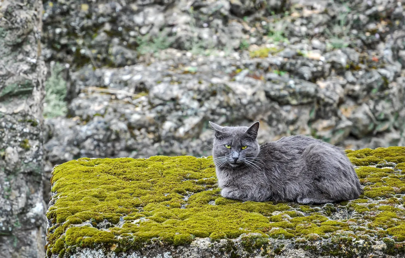 Photo wallpaper cat, background, moss