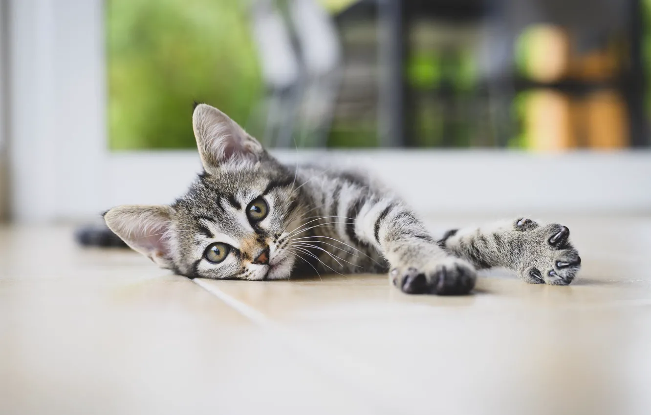 Photo wallpaper cat, look, kitty, grey, legs, floor, lies, face