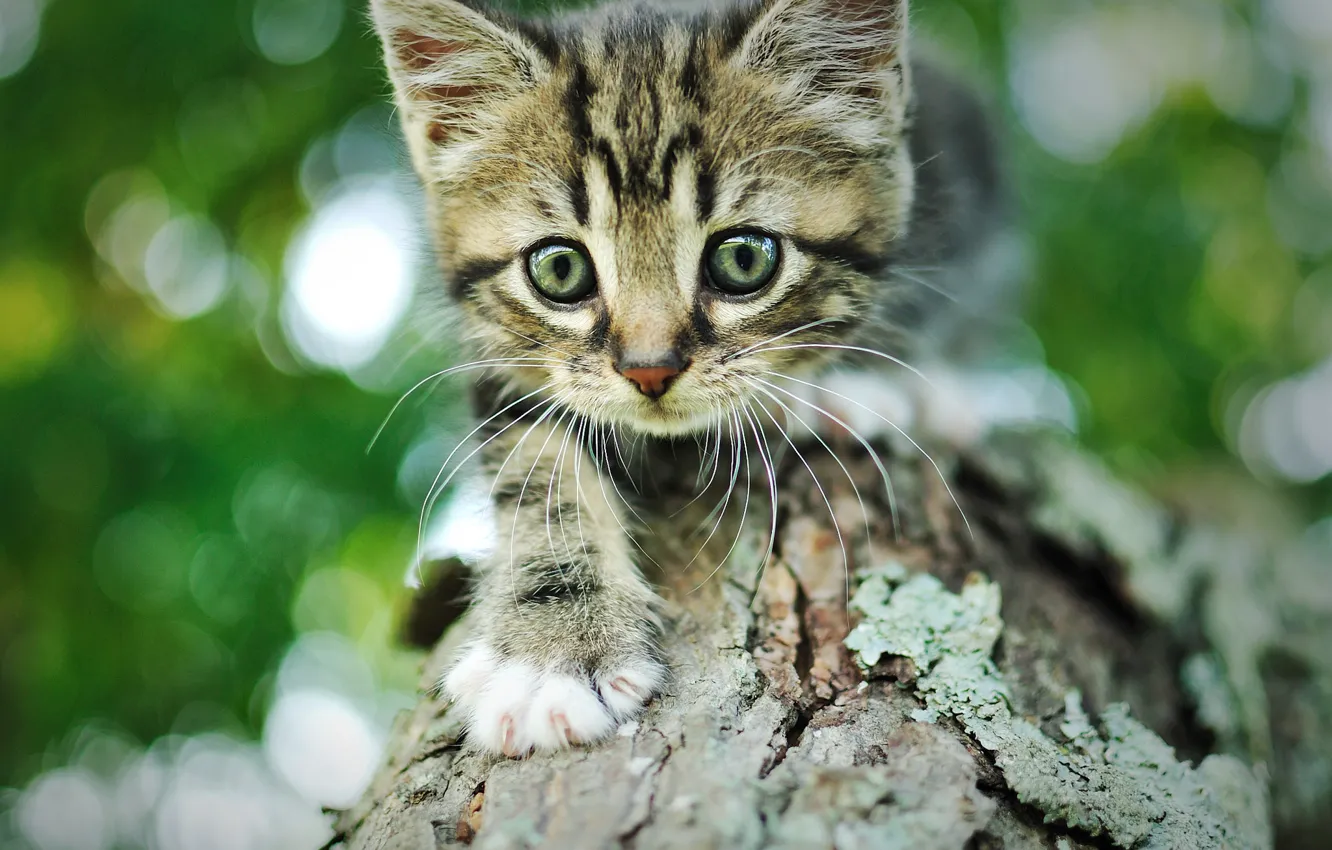 Photo wallpaper cat, grey, tree, Kitty, muzzle, bark, striped, bokeh