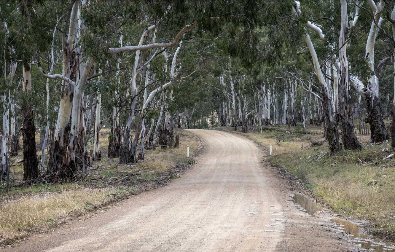Photo wallpaper road, forest, nature