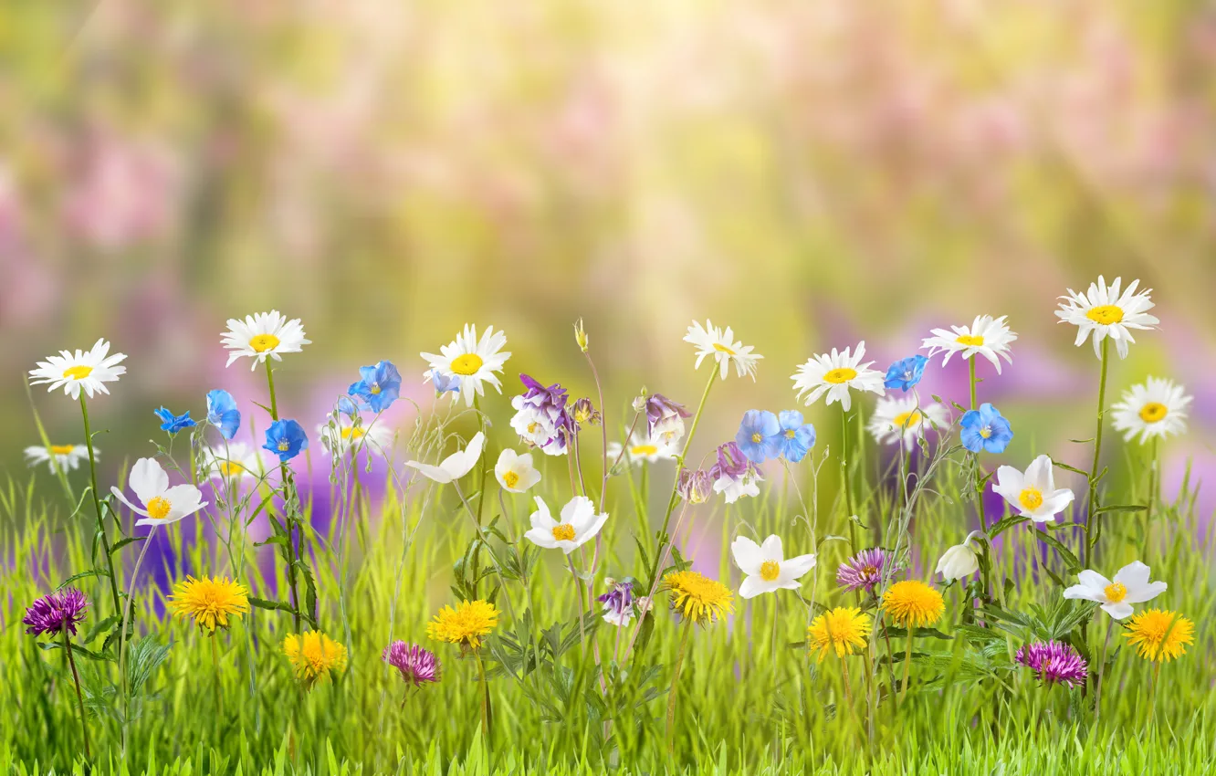 Photo wallpaper summer, grass, flowers, nature, glare, chamomile, dandelions, the rays of the sun