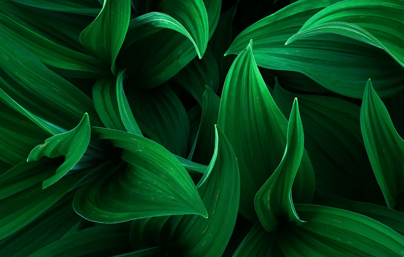 Photo wallpaper leaves, macro, flowers, green background