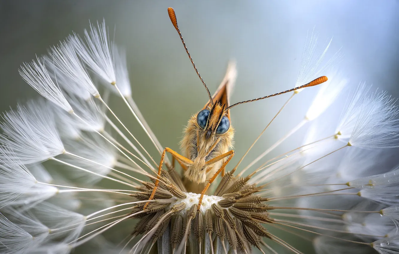 Photo wallpaper look, macro, flowers, dandelion, butterfly, insect, antennae, the parachutes