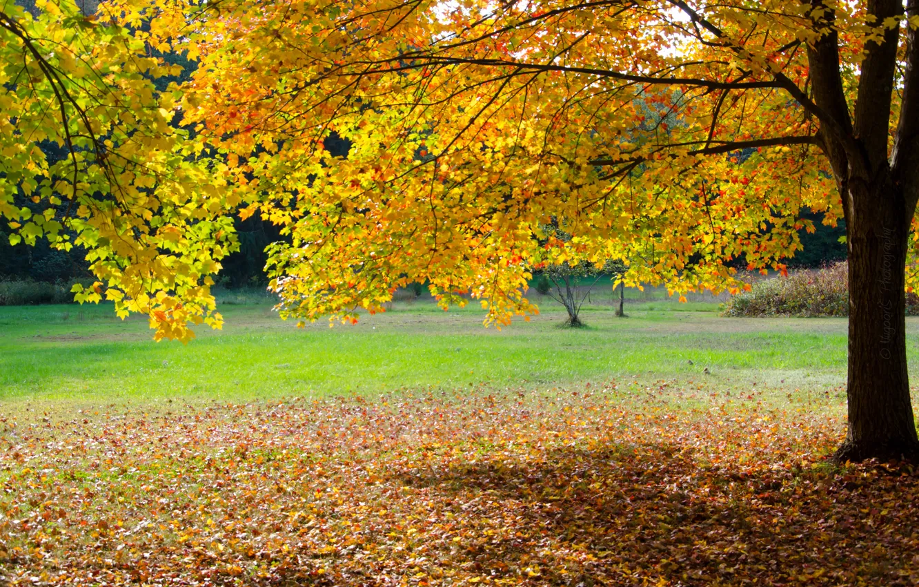 Photo wallpaper autumn, grass, leaves, Park, tree