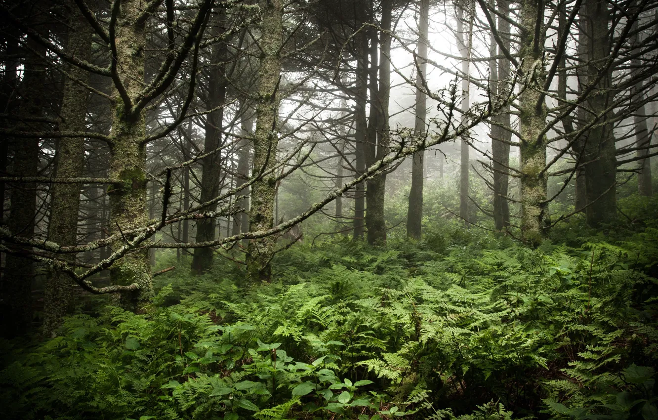 Photo wallpaper forest, trees, nature, USA, North Carolina, Mt. Mitchell State Park