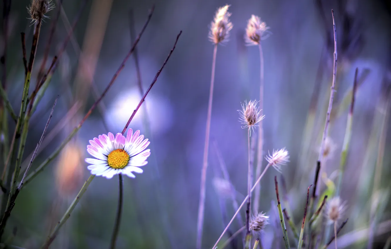 Photo wallpaper flower, plants, Daisy, grass, pink and white